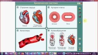 Сердце. Сердечный цикл. Регуляция работы сердца.Подготовка к ЕГЭ и ОГЭ по биологии