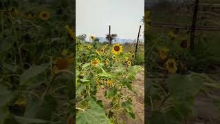 Sunflower garden |  দিয়াবাড়ি উত্তরা #sunflower #garden #love #music #দিয়াবাড়ি