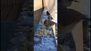 Ice covered catwalk on St. Patrick's Day! 3/17/23