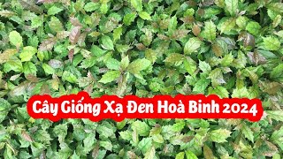 Cây Giống Xạ Đen Hoà Bình 2024  Mua Ở Đâu Chuẩn