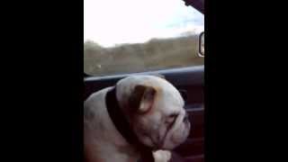 Crazy Daisy Bulldog Dog Driving Ferrari