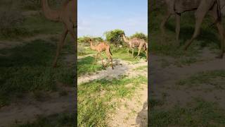 Camel walk in green desert #shorts