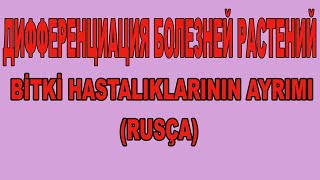 HASTALIKLARIN AYRIMI (RUSÇA'YA ÇEVİRİ) ДИФФЕРЕНЦИАЦИЯ БОЛЕЗНЕЙ РАСТЕНИЙ @UZAKTANTARIMSALDANISMANLIK