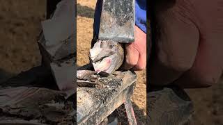 Trimming donkey hooves: removing blood clots from donkey hooves!