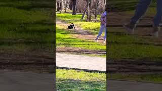 Dog 🐕‍🦺 playing with a ball 🎾 in the Park 🌳🌲🌱 #shorts #dog