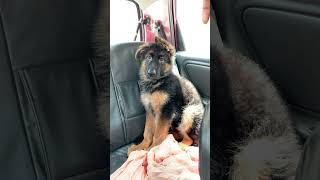 #germanshepherd #germanshepherdpuppy #shorts #short