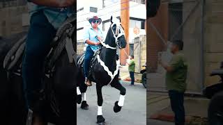 Desfile Hípico, Chimaltenango 2024 #guatemala #chimaltenango #desfilehipico #caballos #vaquero