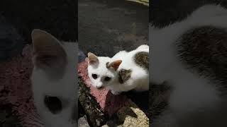 kucing nungguin tikus #kucing #kucingkampung #kucinglucu #cat #catlover #catvideos #catvideos