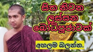 හිත නිවන ලස්සන බෝධි පුජාවක්.අහල බලන්න.#sadaham charika#dhamma kusala#bodhi puja#kavi