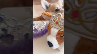 My Corgi Approves the Souvenirs Brought From London 🦊🧡😍🦊👑🛍️🥰😁