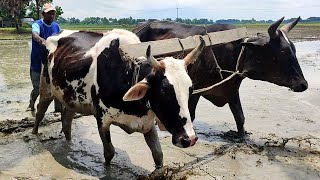 Big Black Bull Plough in agriculture land working // village agriculture land // Bull videos