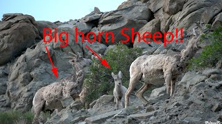 Yellowstone Vlog series episode 3 | Big horn sheep and tin foil engineering!