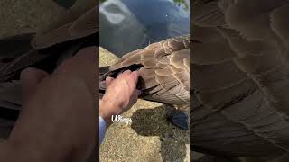 Stroking Goose