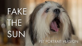 Pet Portraits Using Fake Sunlight