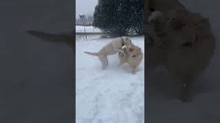 Dogs Snow Battle