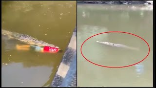 🔴 مرعب! تمساح يلتهم لاعب كرة قدم خيسوس ألبيرتو لوبيز crocodile attack jesus alberto lopez