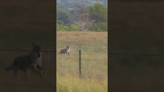 The Ol’ Fence Post Trick Gets Them Every Time #foxpro #coyote #hunting #shorts