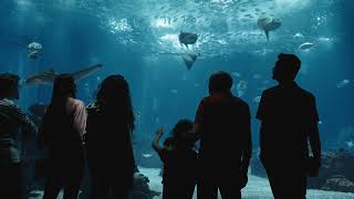 25 anos do Oceanário de Lisboa! 😍🌊