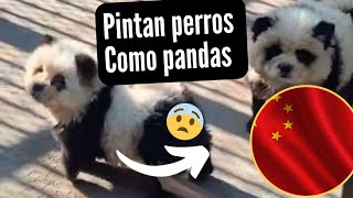 Disfrazan a perros como pandas en China