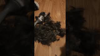 He's So Upset About His Haircut 😂 #funny #funnyvideo #shortvideo #shortsvideo #funnyshorts