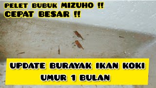 UPDATE BURAYAK IKAN KOKI UMUR 1 BULAN || PELET BUBUK MIZUHO ‼️