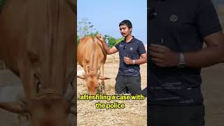 Story of Pooja ❤️ #rescued #animalrescue #calf #sanctuary #inspirational #animalsandhumans