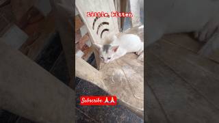 Little Kitten #viralvideo #latest #trending #catlover #cat #catvideos #ytshorts #subscribe 🙏🏻❤️