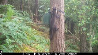 A female pine marten visits the feeder.