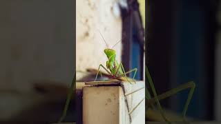 Are you believing grass hopper bring luck 😎