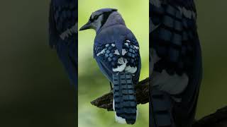 GAIO AZUL #shorts #curiosidades #shortsyoutube #animais #fatos #animals #shortvideo #short