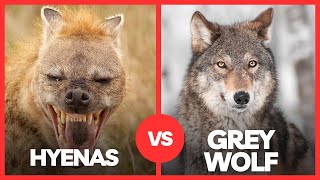 GREY WOLF VS SPOTTED HYENA - Who Is More Powerful?