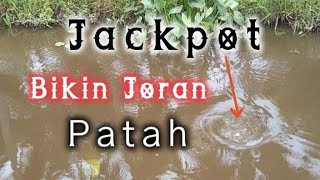 Mancing ikan Betok||papuyu