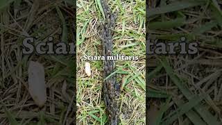 Migración de la larva Sciara militaris