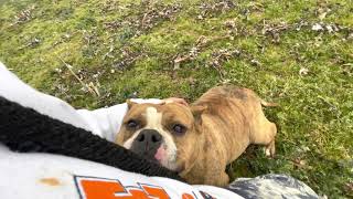 Amador Bullies | American bully | American pit bull terrier | pocket bully | game dog | Bulldog