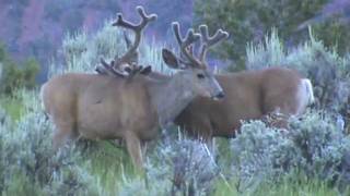 Mule Deer in velvet