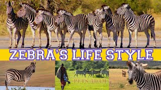 Zebra's Life Style!!! Zebra's Information!! Wildlife Zebra's #PetsAdam