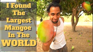 I found the Largest Mango in the world, Senegal (Rayman Mufasa, Vlog 9)