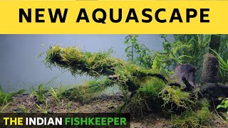 Java Moss Driftwood Aquascape in Planted Tank | No Talking