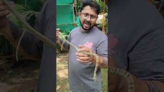 तक्षक नाग जहरीला है या नहीं ? #snake #naag #shorts