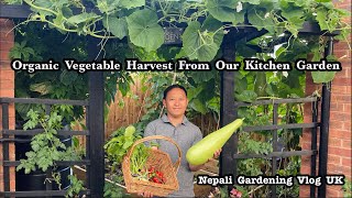 Harvesting Organic Vegetables from Garden | Bottle Gourd Harvest | Gardening UK | Nepali Family UK