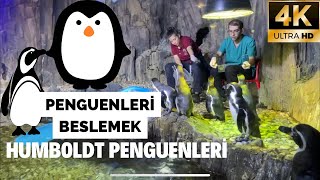 Emaar akvaryumdaki Humboldt Penguenlerini balık ile beslemek V10