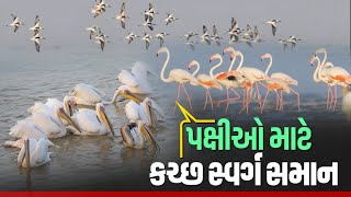 BIRD DIVERSITY REPORT 2023-24: 161 પ્રજાતિઓના પક્ષીઓનું સ્વર્ગ એટલે કચ્છ, શું કહે છે રીપોર્ટ જાણો