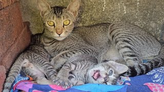 😻MOM CAT CLEANING KITTENS| CUTE ♥️ KITTENS CUDDLING