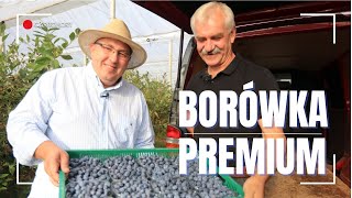 Nowe technologie w uprawie borówki | Borówka premium