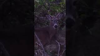 Buck Walking Along a Creek #wildlife #hunting