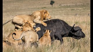 Lion Attack on Buffalo, Buffalo vs Lion, Tiger Attack Cow, Fight Lion vs Buffalos | Lavish Nature