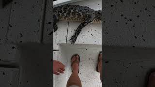 Alligator Hunting Louisiana! #shorts #louisiana