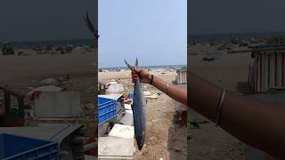 Lighthouse அக்கா மீன் கடை || #fish #marinabeach