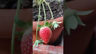 Strawberry Plant Growing Journey#Shorts