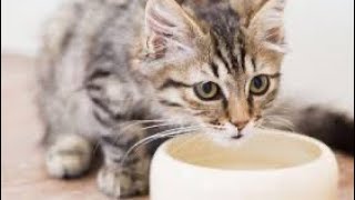 يوسف وعشاء القطة🥛🐈@Family.Yosfff #اشتركو_بالقناه_حبايب_قلبي